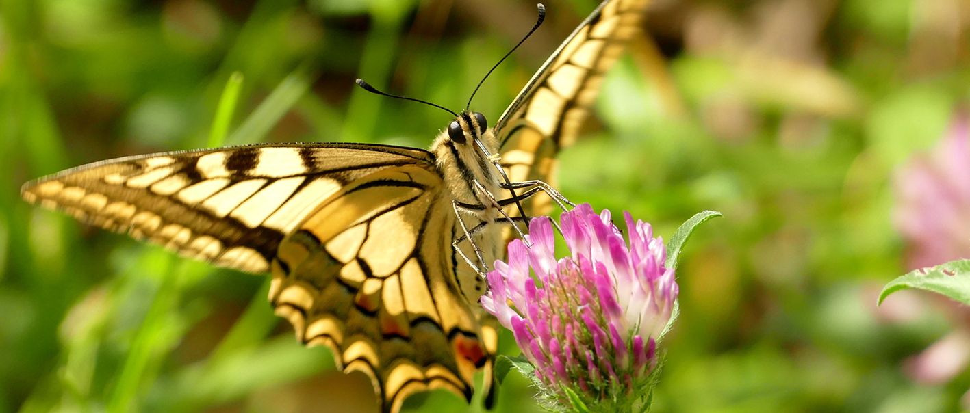 Visite grand public : Faune et Flore | Narbo Via